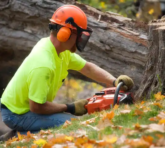 tree services Hastings-on-Hudson